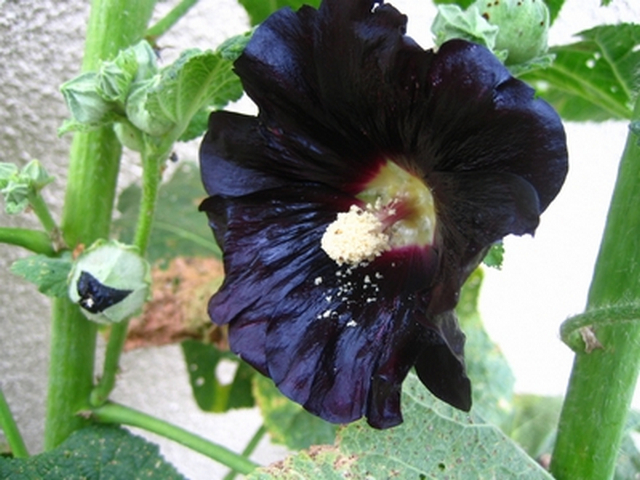 Rose alcaea
